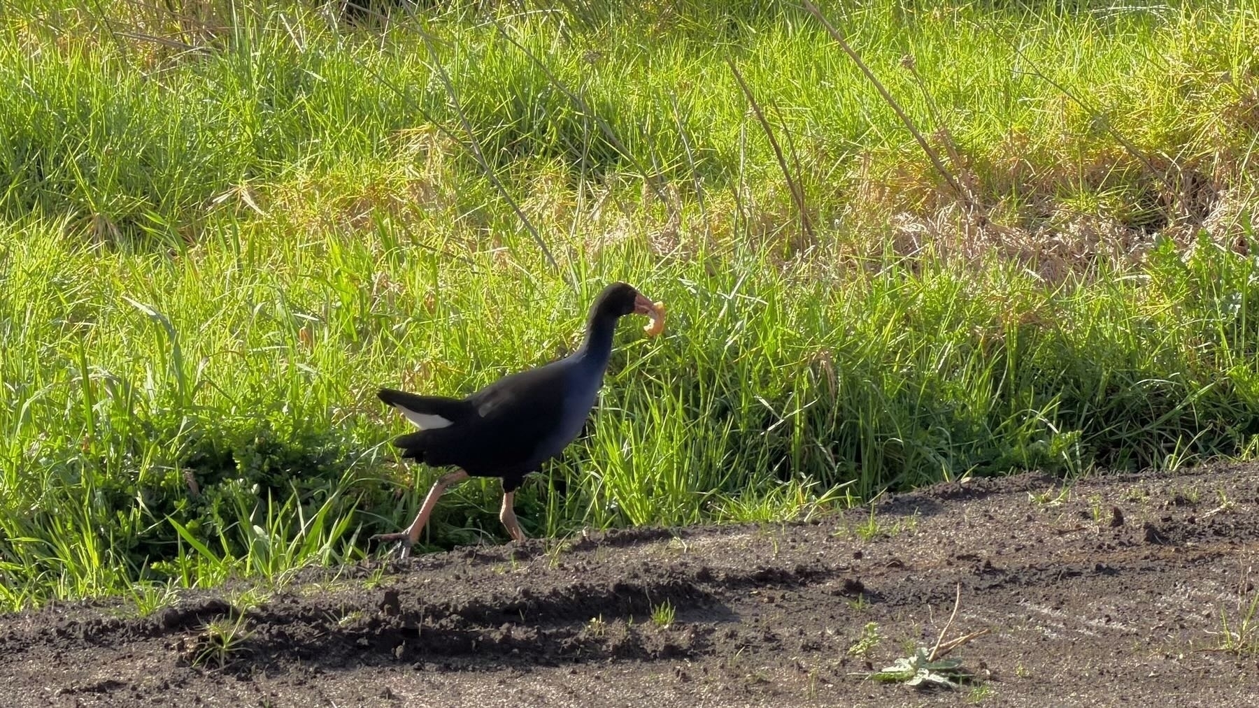 Brown bare earth with green grass behind. A pukeko at the edge of the two has a large item in its beak. 