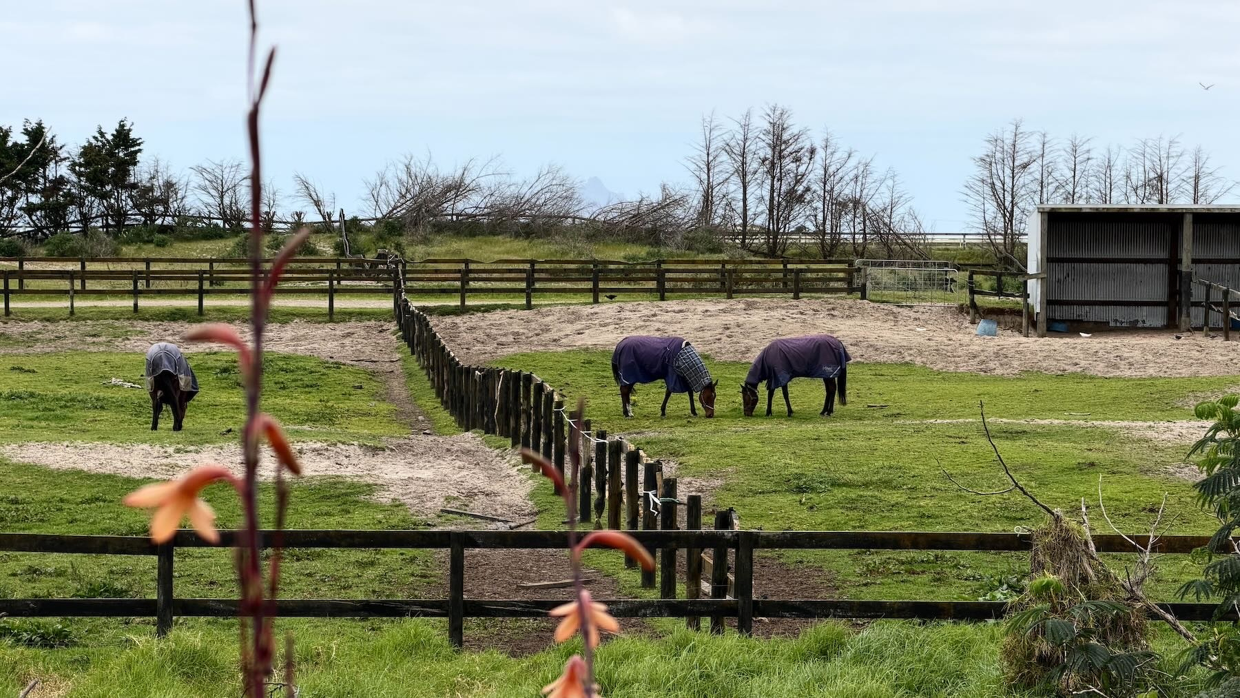 Three horses in two different grassy yards in an area behind the racecourse.