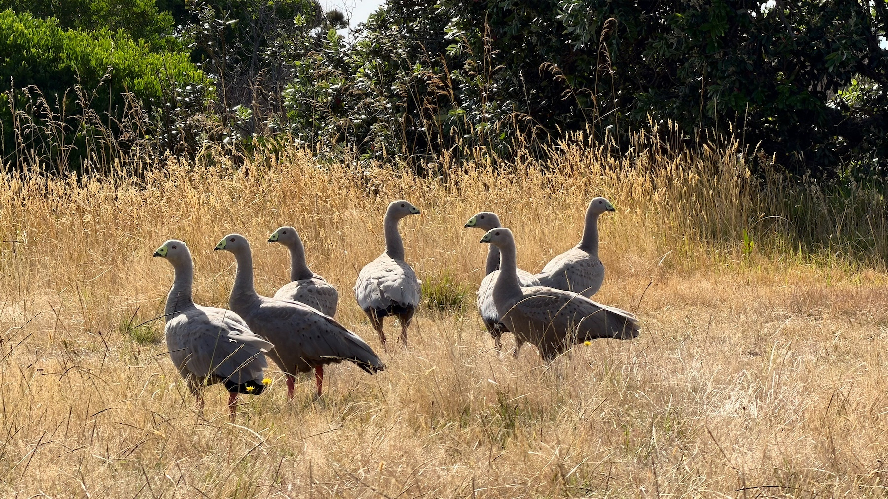 A group of large grey geese stands together in a grassy field with tall vegetation in the background.