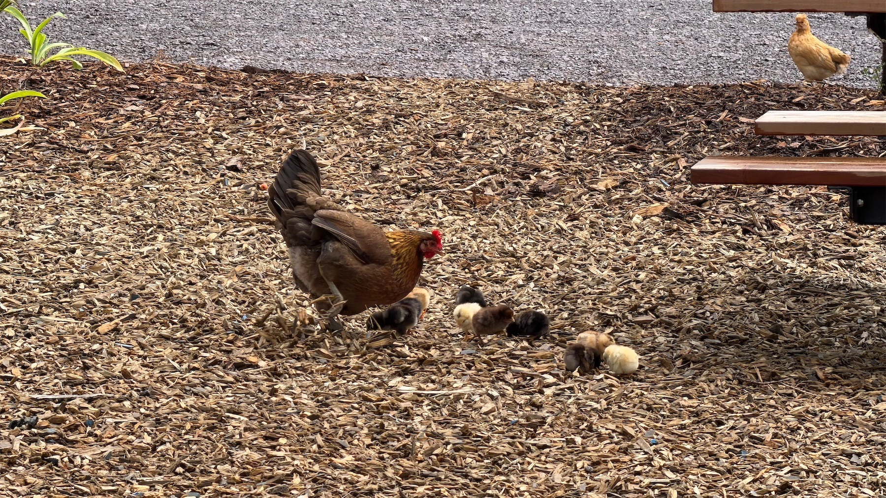 Hen and chickens on mulch. 