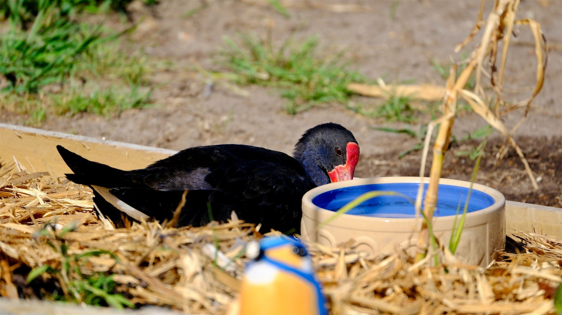 Pukeko resting on a mulched garden by a water dish.