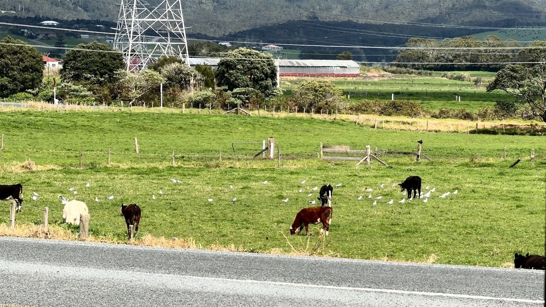 Cows and gulls on green grass with part of a power pylon and hills in the background.