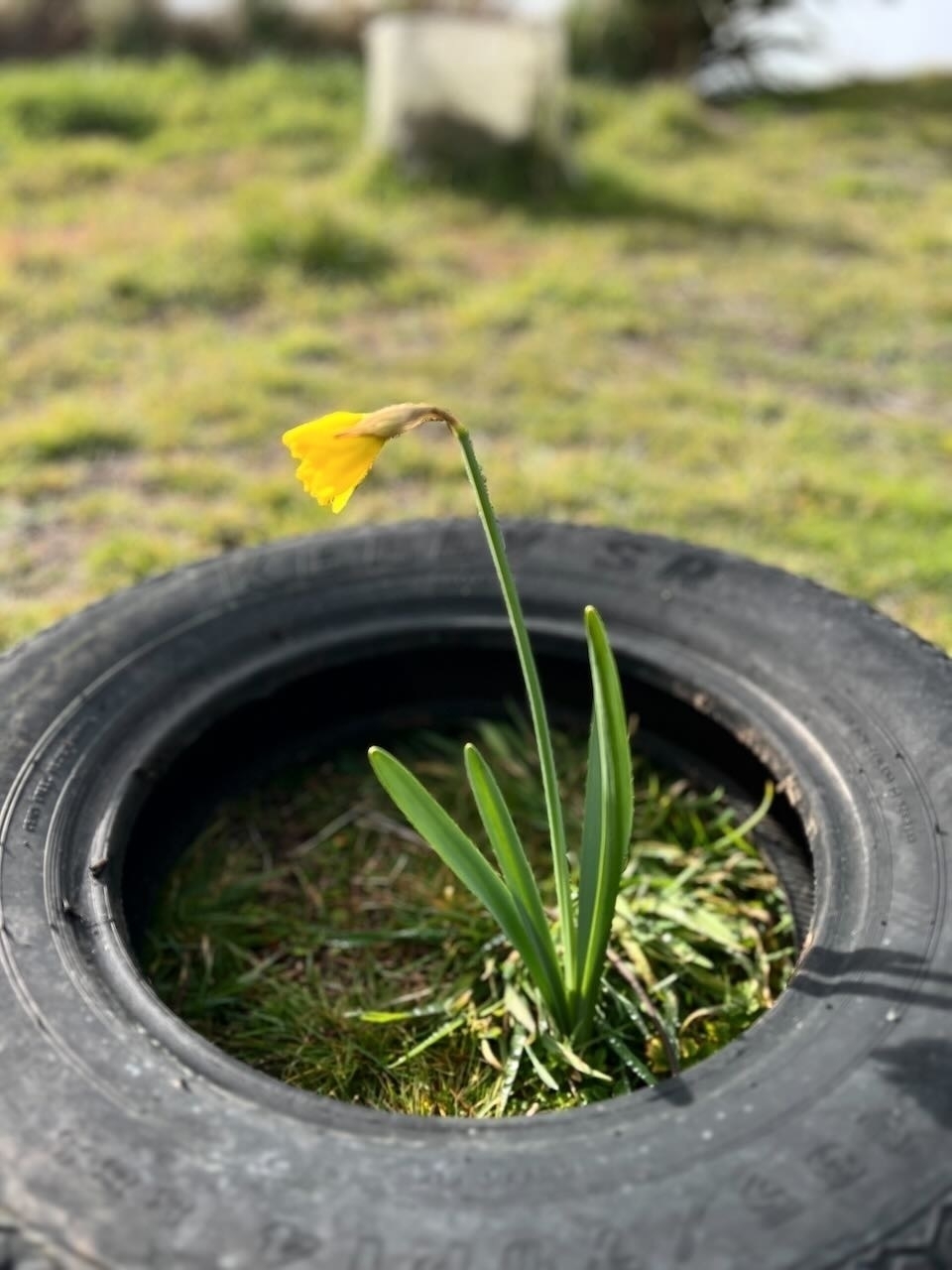Yellow daffodil.
