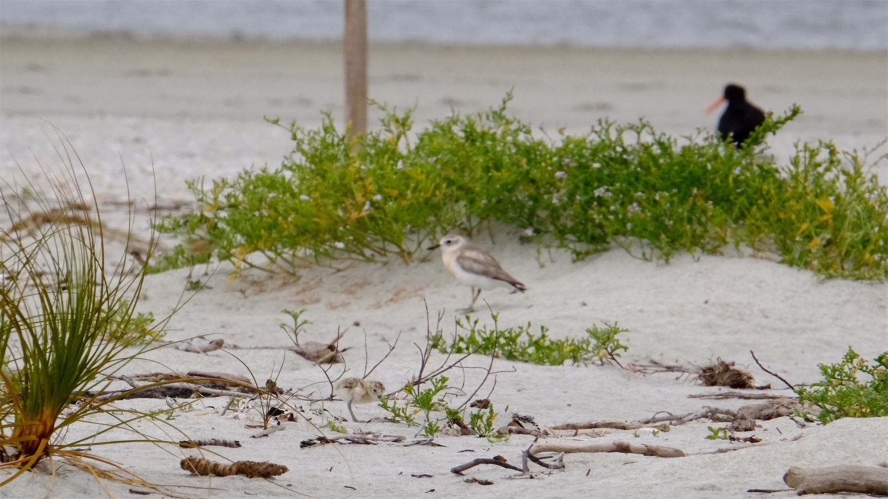 Dotterel chick blends into its environment.