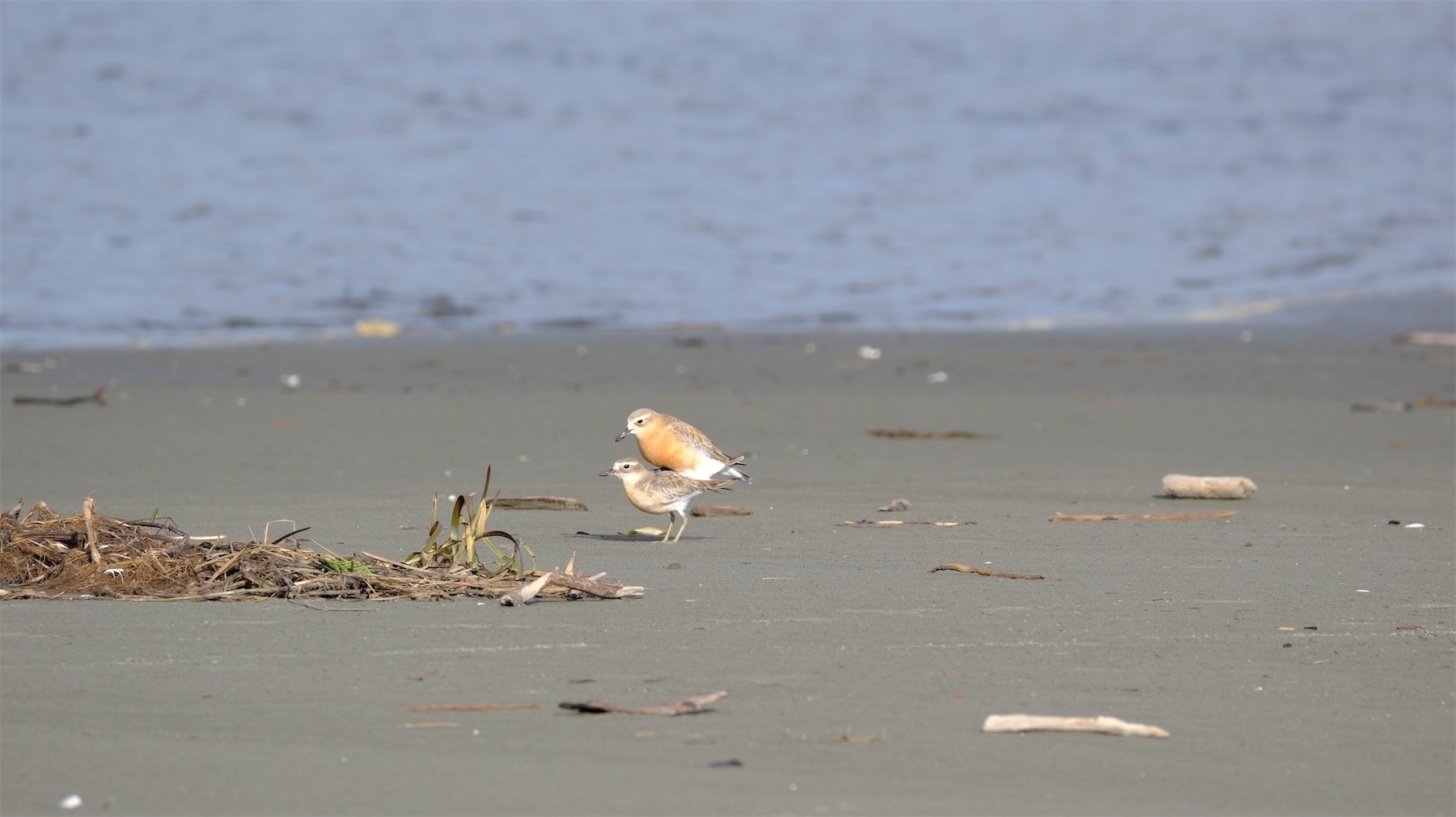 A dotterel pair in breeding activity.