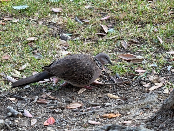 Spotted dove on grass.