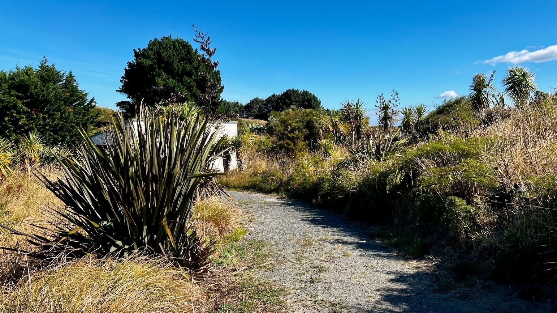 The flax has been trimmed back on the driveway side.