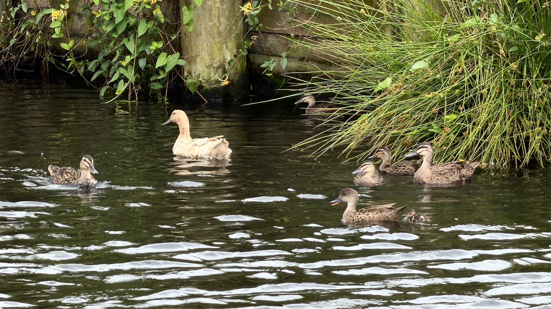 Several ducks on a pond, including a yellowish-white adult.
