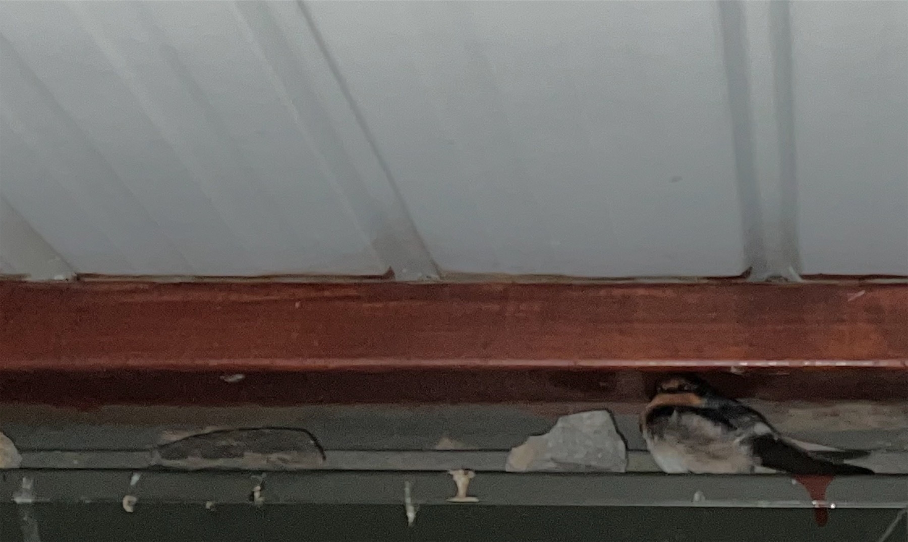 Swallow huddled above door, next to rocks intended to keep birds from perching.