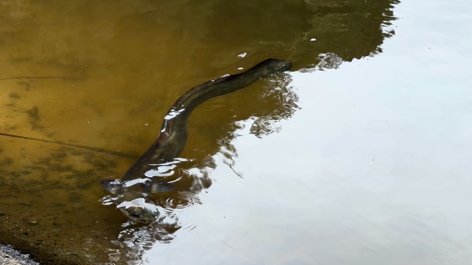 Eel in the lake.
