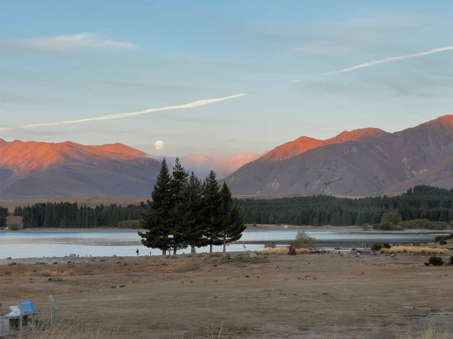 Evergreen trees at Lake Takapō on 23 March 2024.