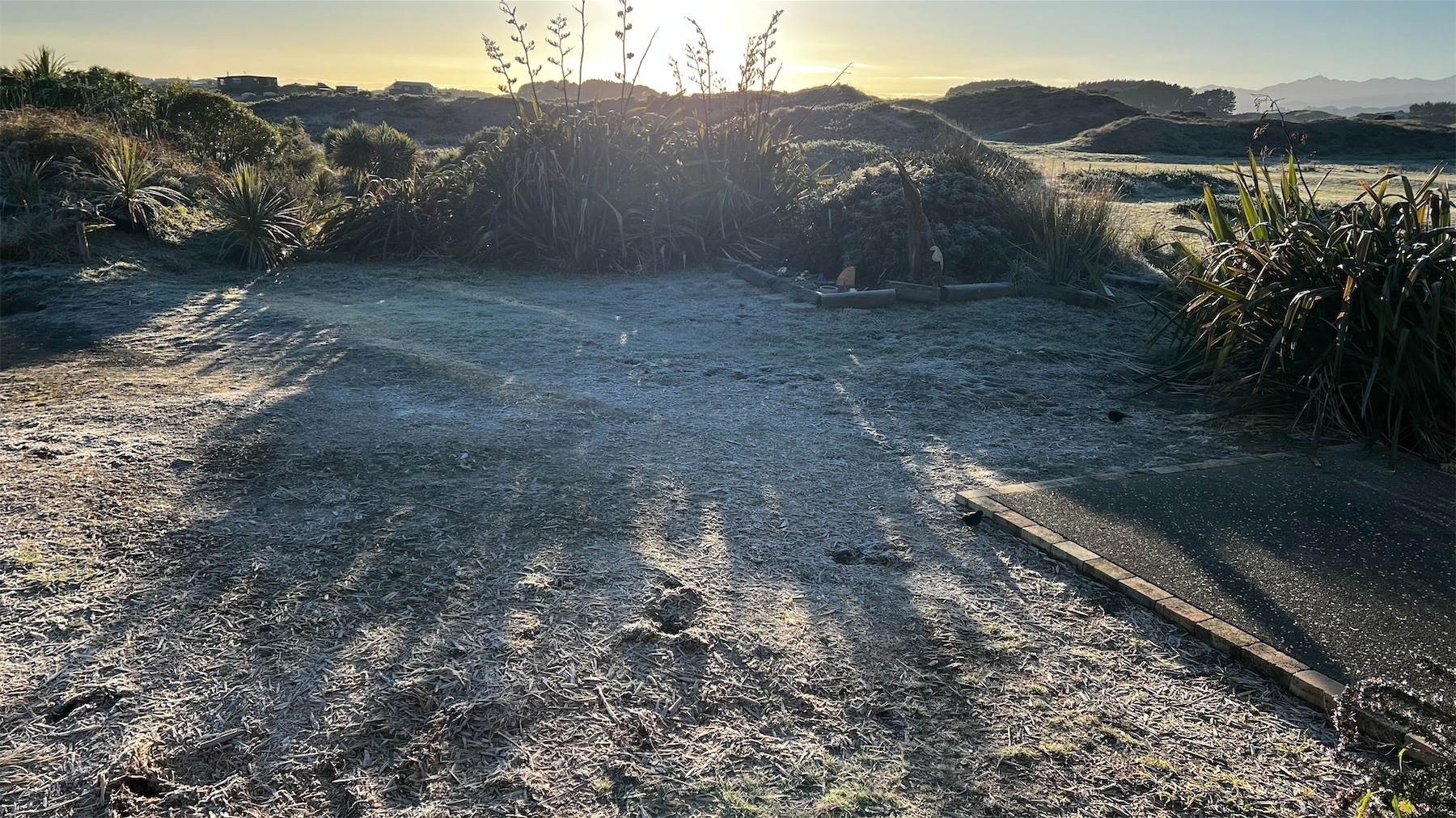 Frosty grass, with sun rising behind.