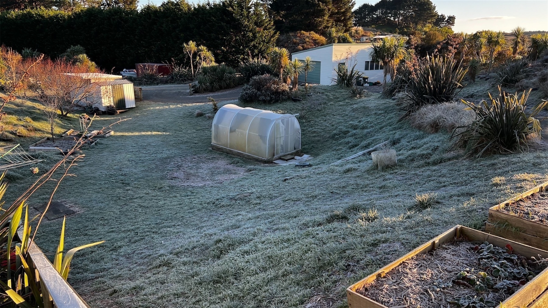 Frosty grass around a small tunnel house, with sheds and garden beds also in frame.