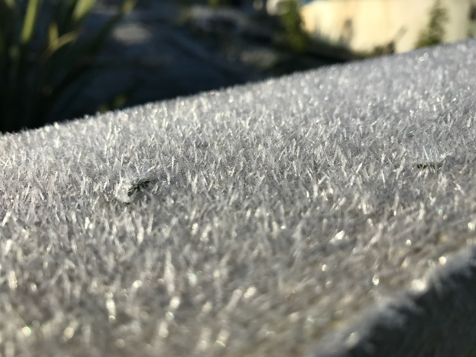 A good frost.