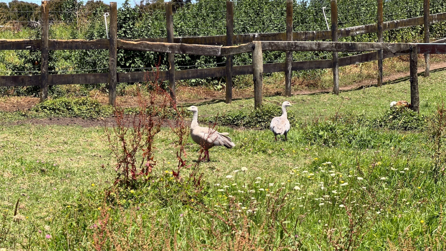 Two geese in a paddock. 