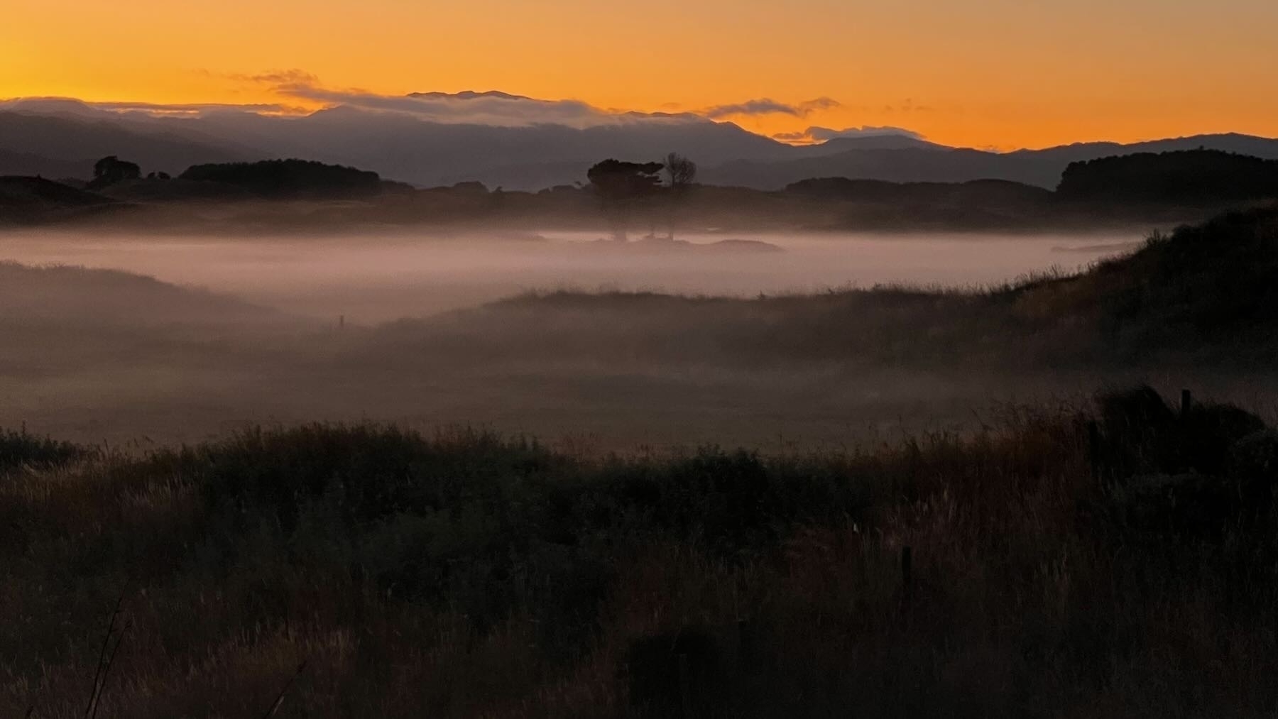 Ground fog across paddocks with dark hills below an orange sky. A cabbage tree looms from the mist.