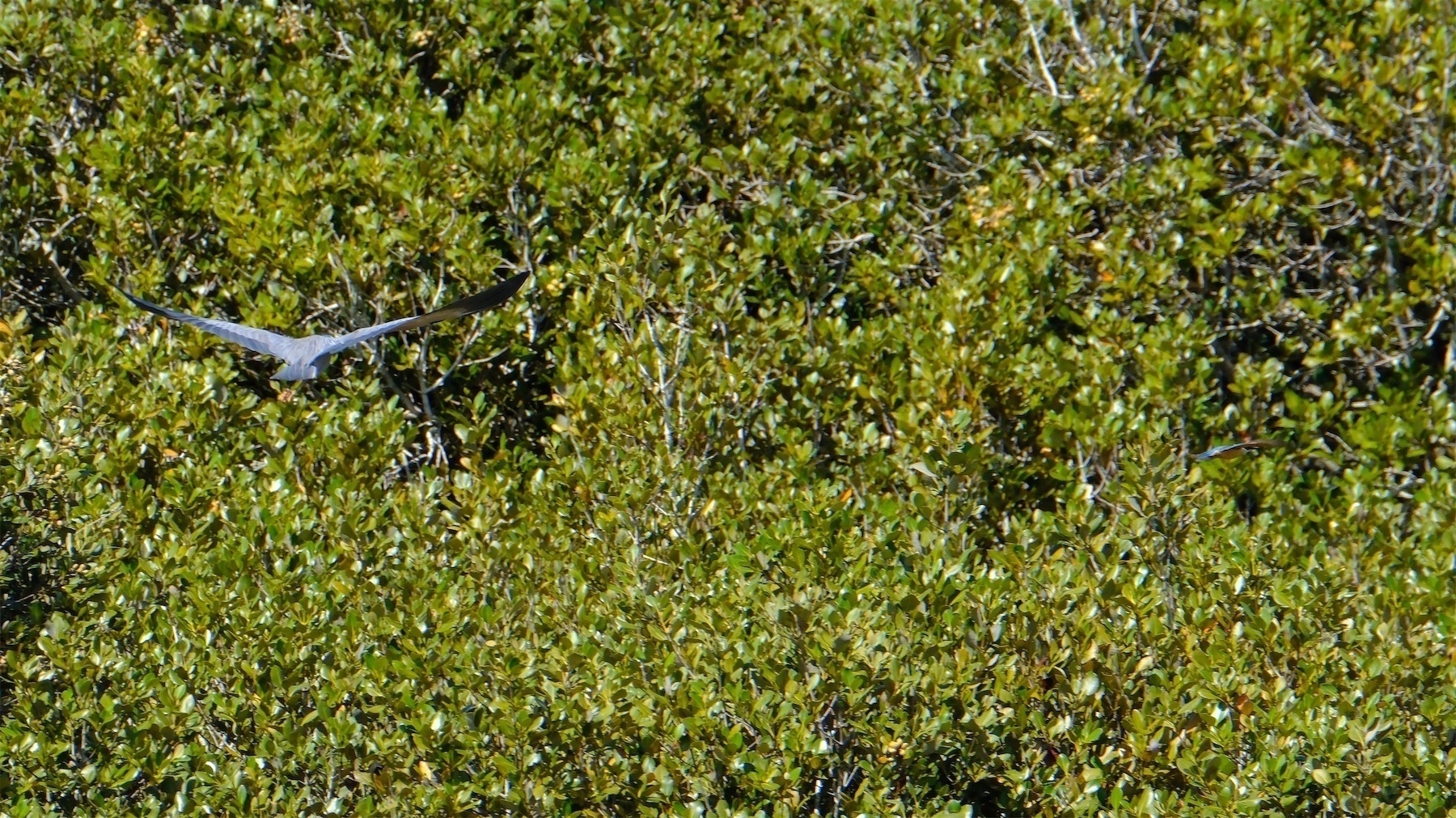 Heron and kingfisher in flight with trees behind.