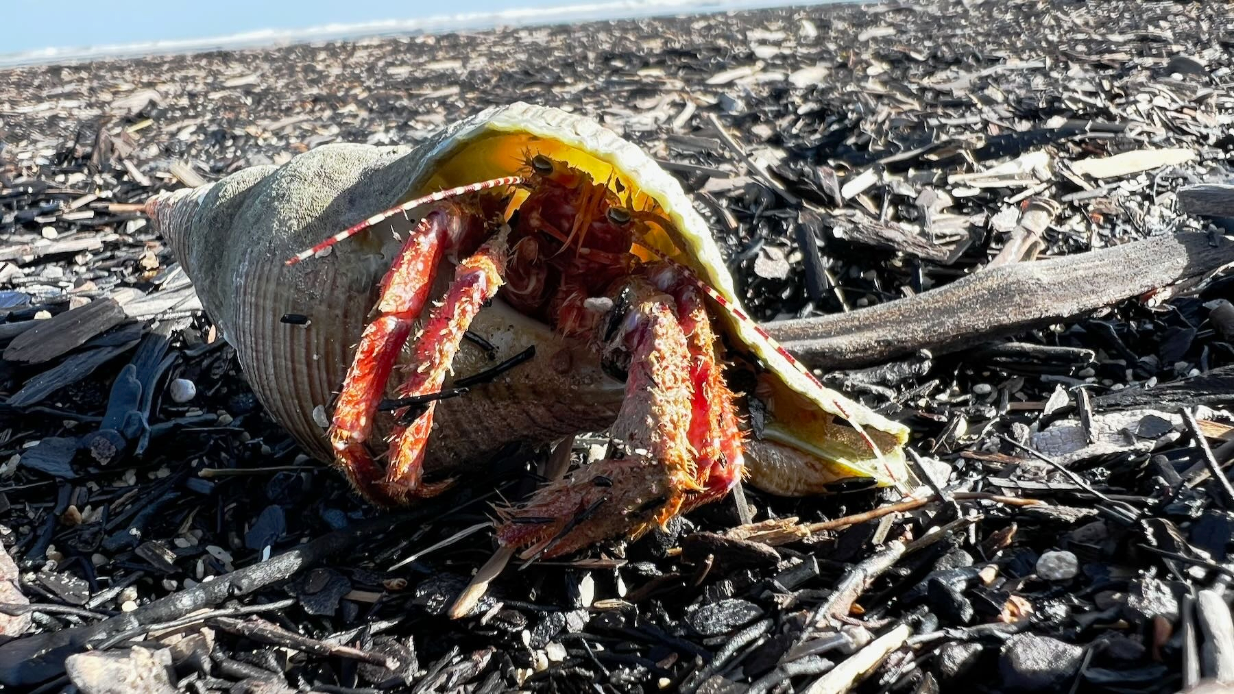 Hermit crab in large shell.
