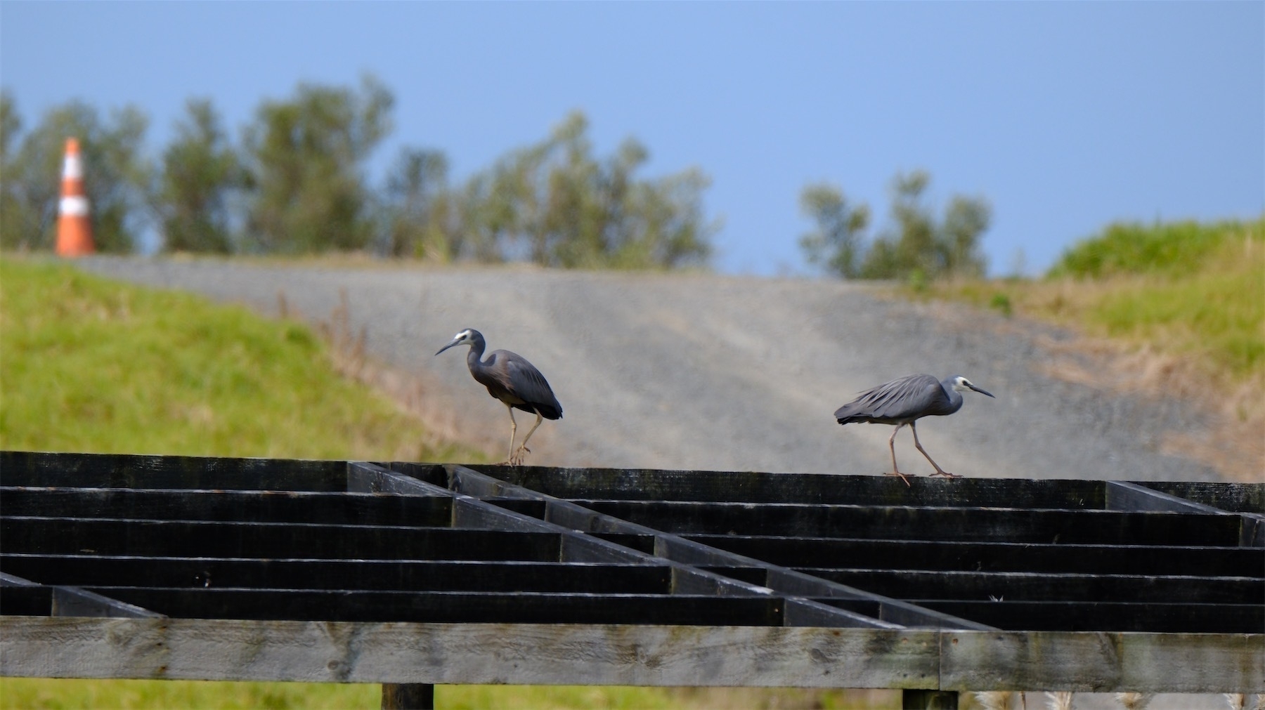 Two herons, facing opposite ways, stand on a wooden structure. 