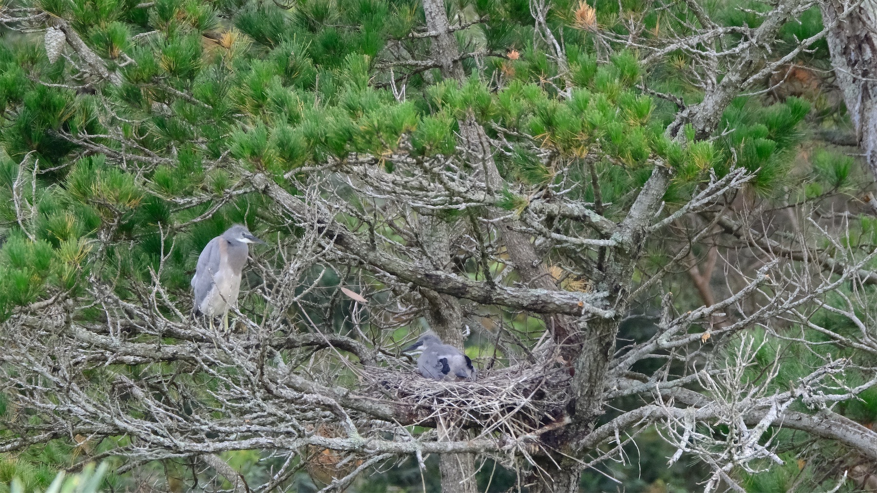 Two Heron babies in a tree. One is standing upright on a branch beside the nest; the other is hunkered down.