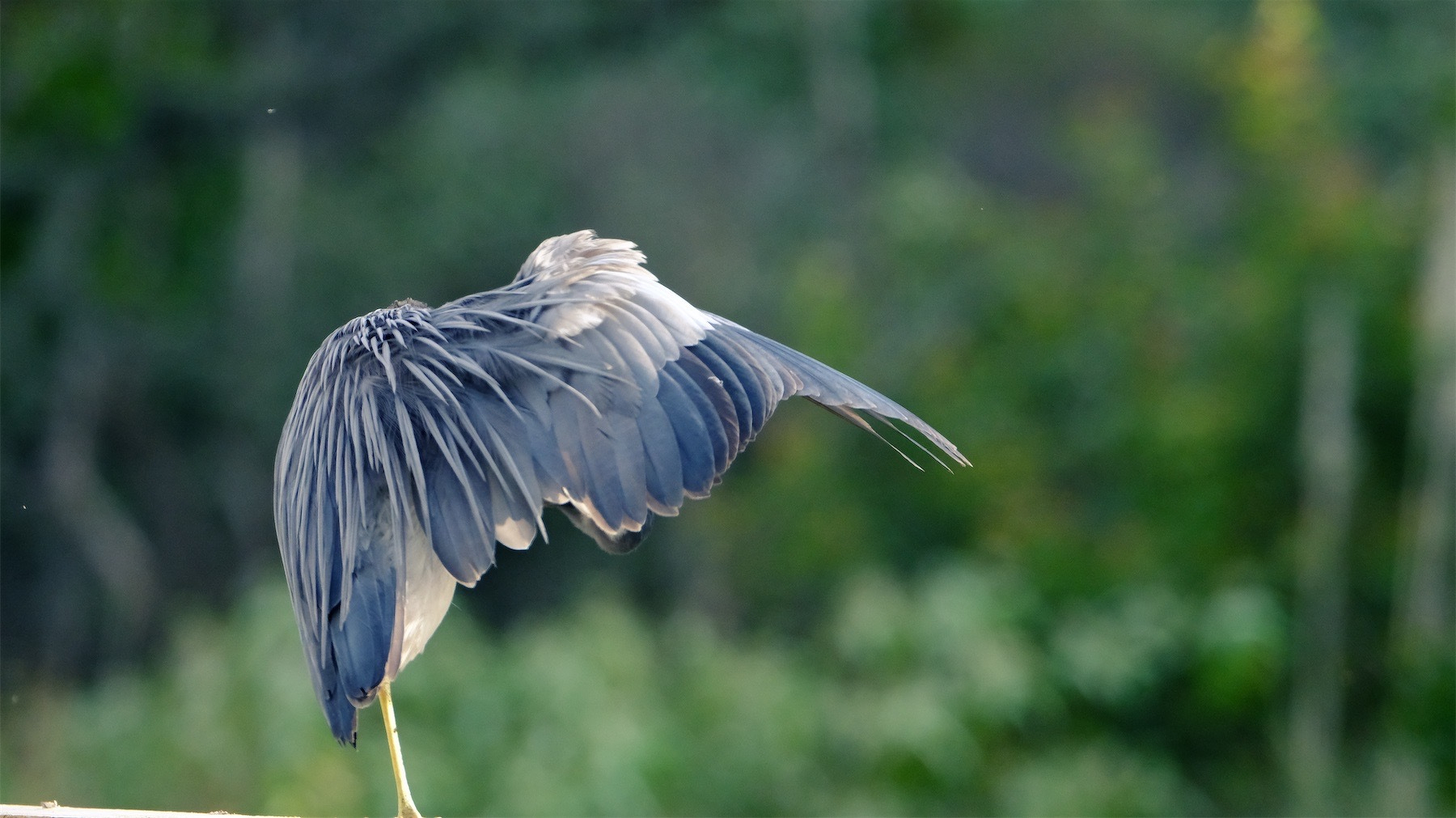 Heron grooming, standing on one leg, back to camera, head not visible, one wing outstretched.