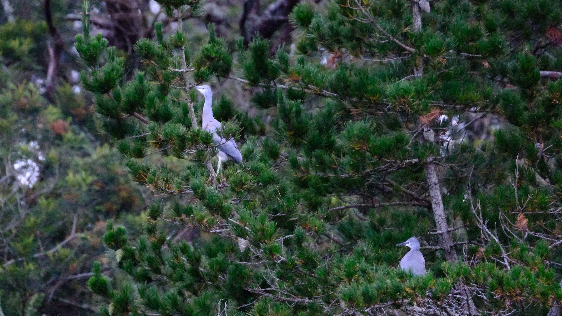 Baby herons in a pine tree.