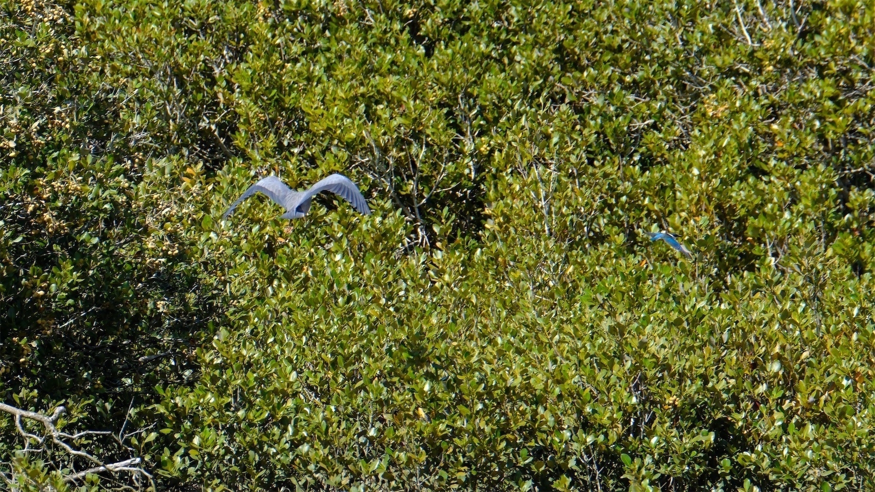 Heron and kingfisher in flight with trees behind.
