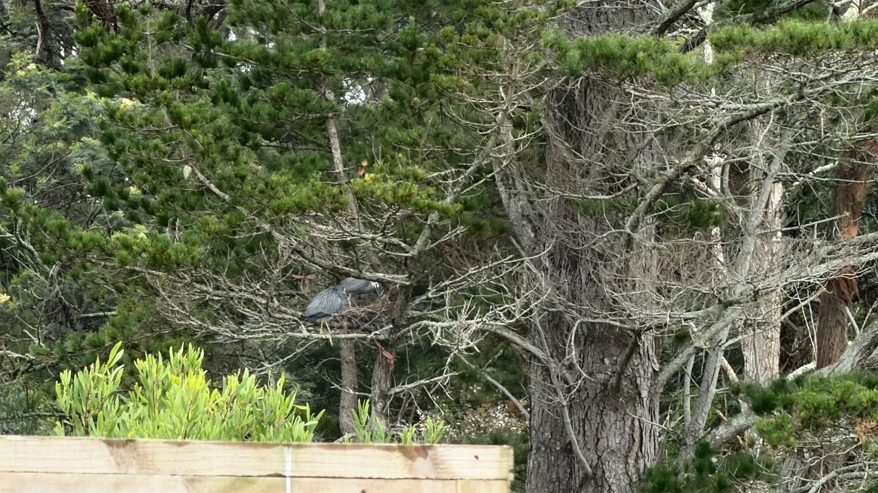 Large nest in a tree. Two white-faced herons are on the nest.