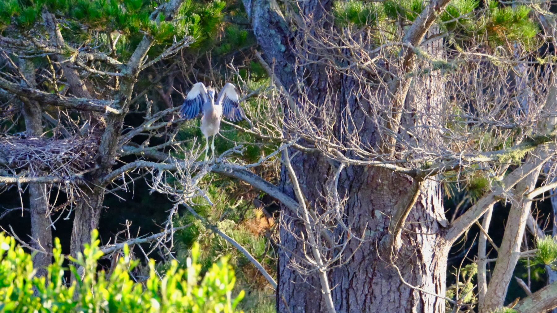 A young heron in a tree, flexing its wings. 