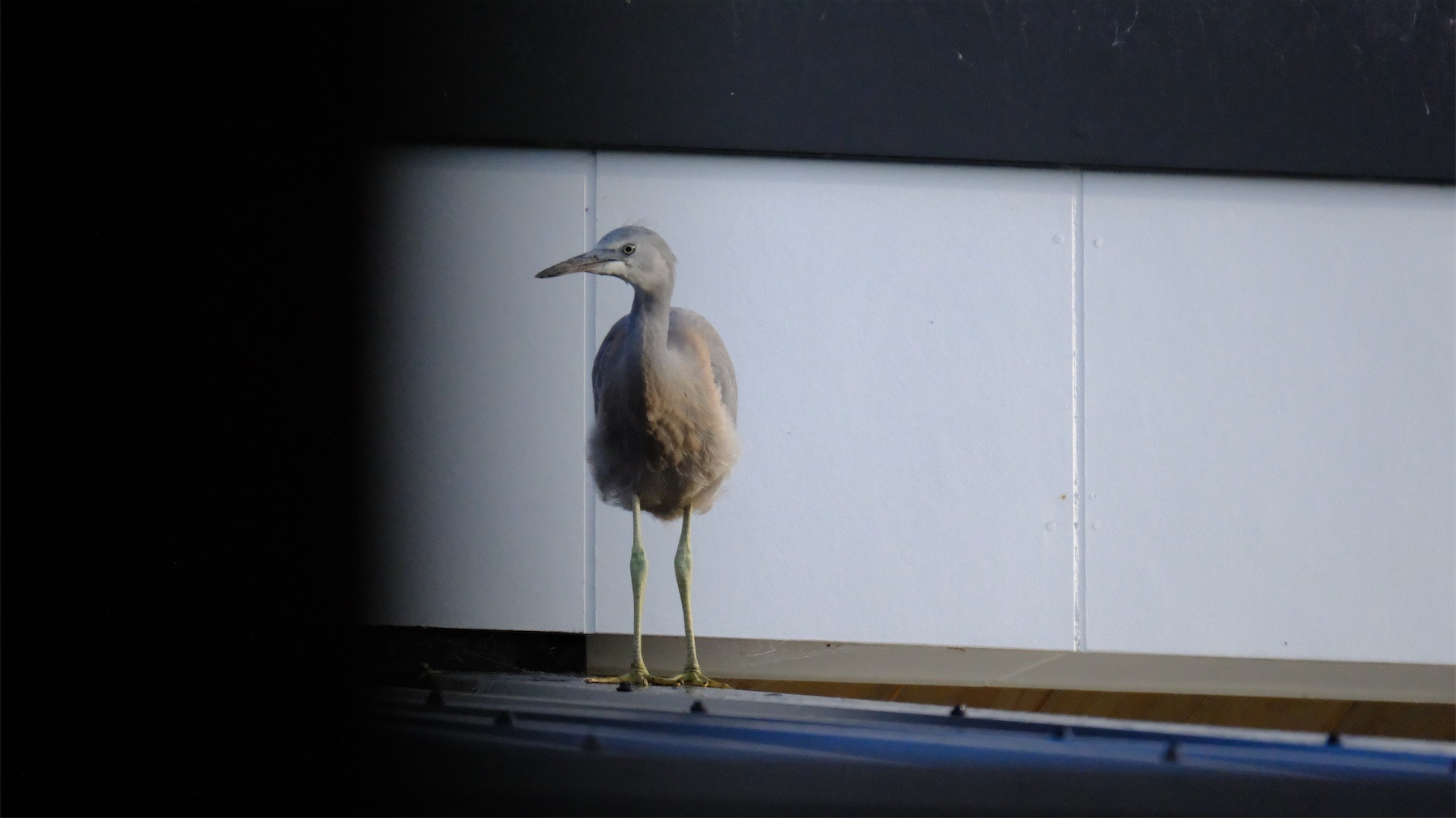 Young white-faced heron on a tin roof against a white background with black 'framing'.