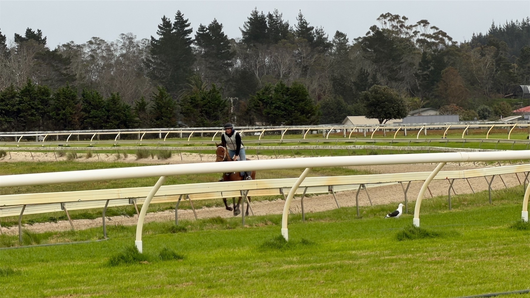 Horse on racetrack.
