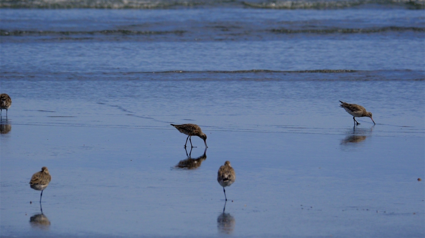 A group of godwits on the wet sand. 