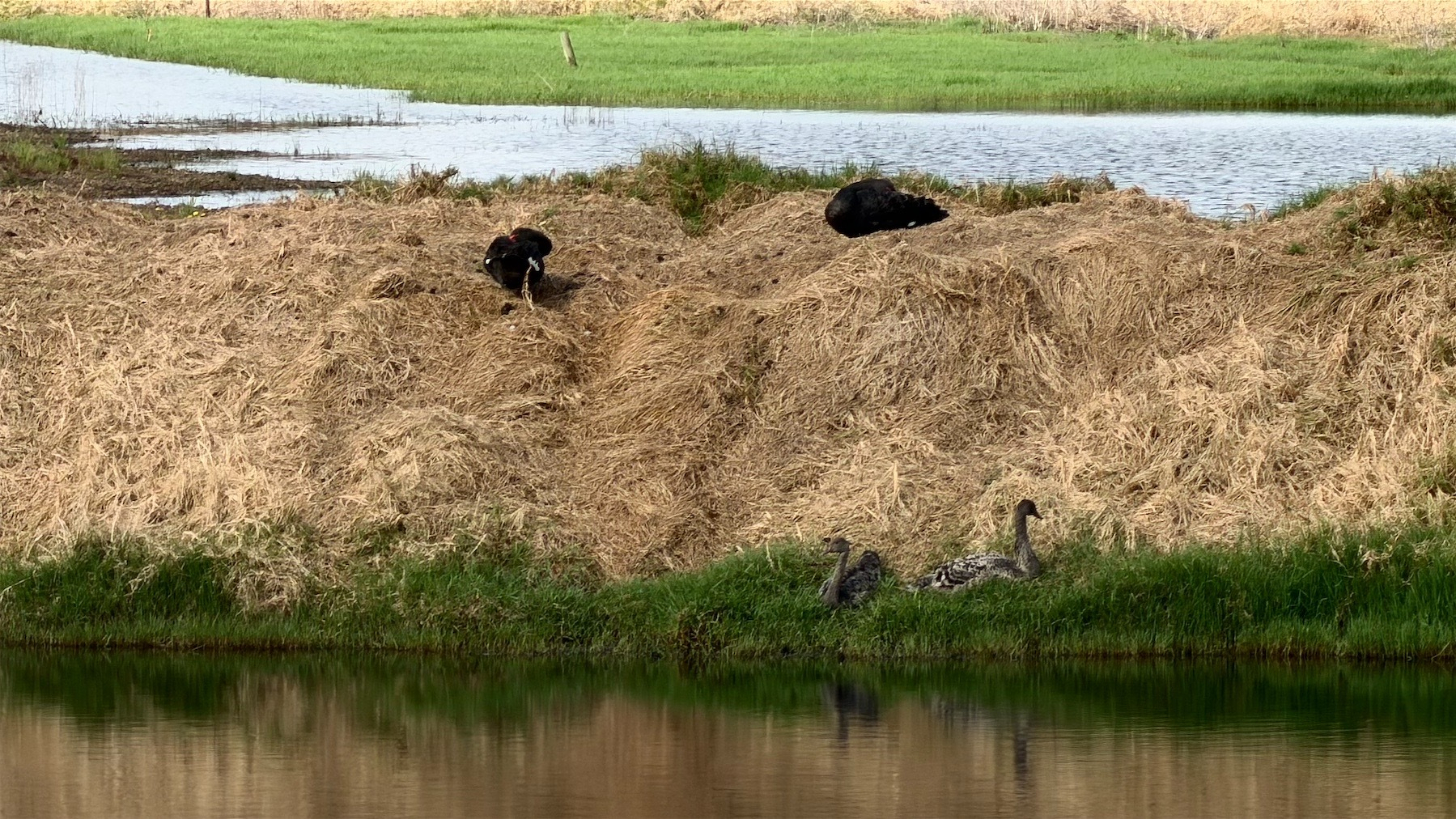 Close up on small hillock with black swan pair on top and well grown young black swwans by the water. 