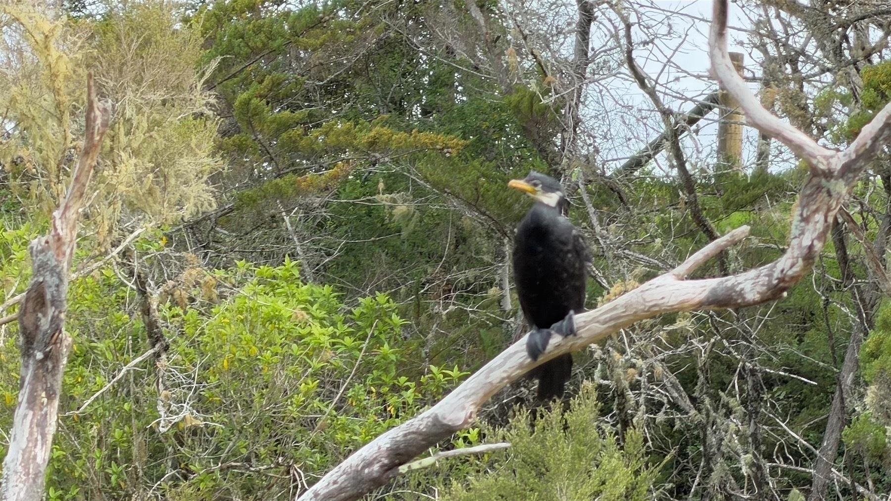Little shag on a tree branch.