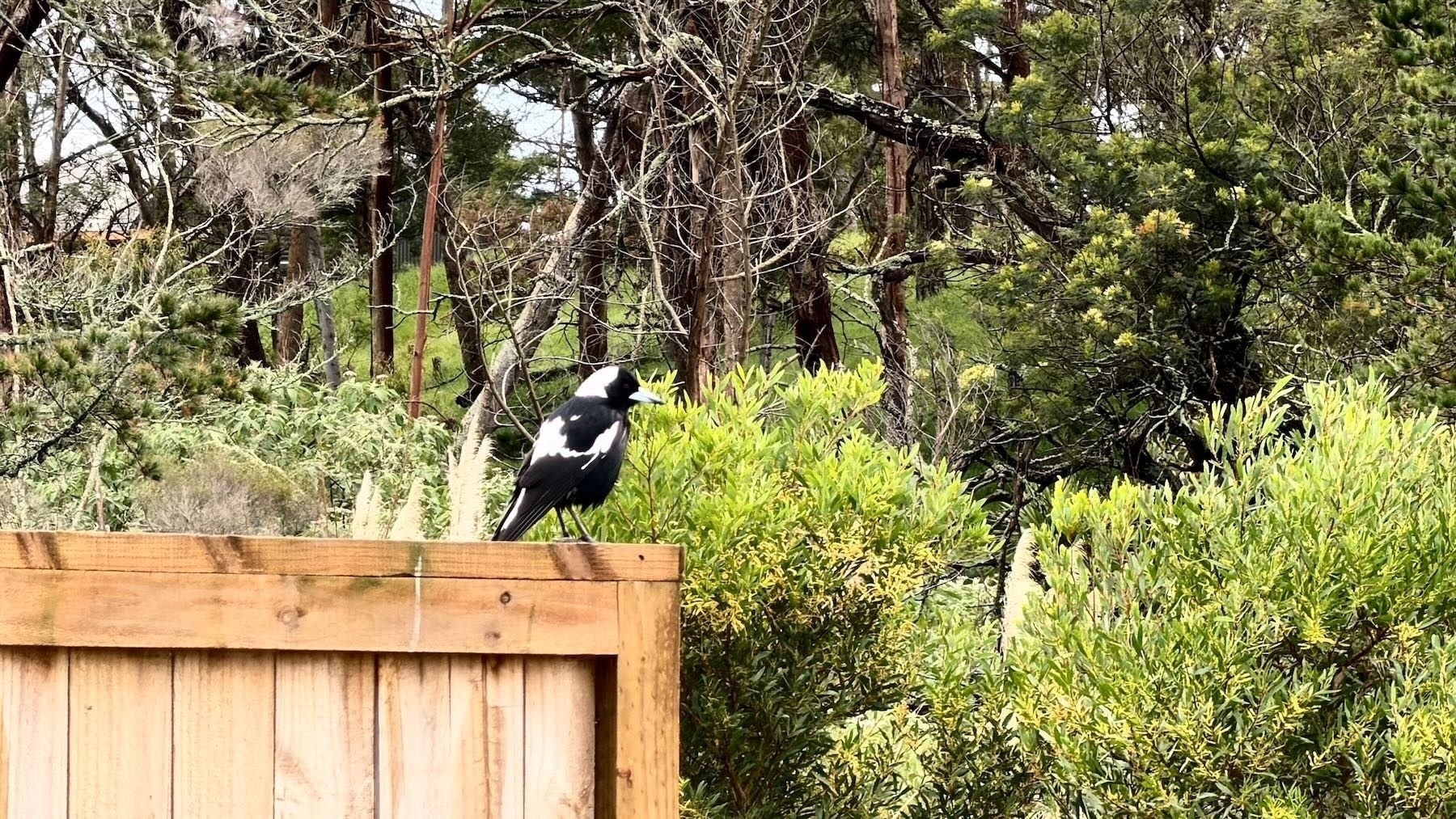 Black and white magpie on the end of a wooden fence, with trees behind. 