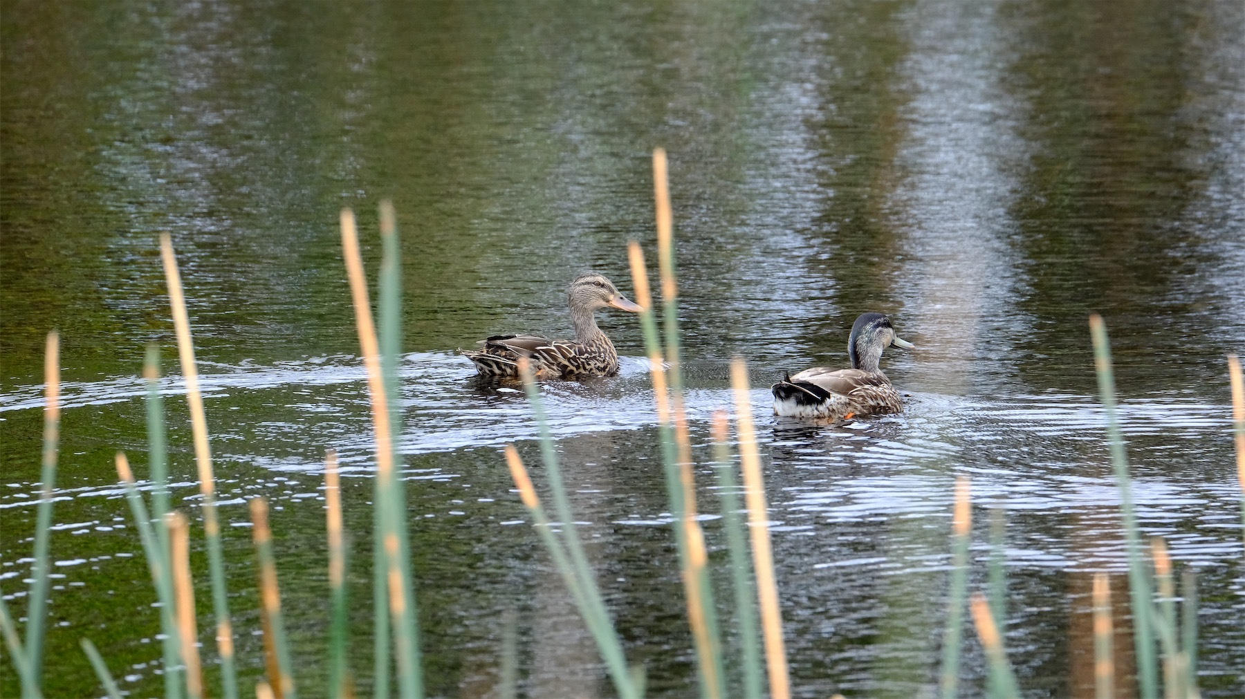 Two ducks on a lake, with reeds in the foreground.