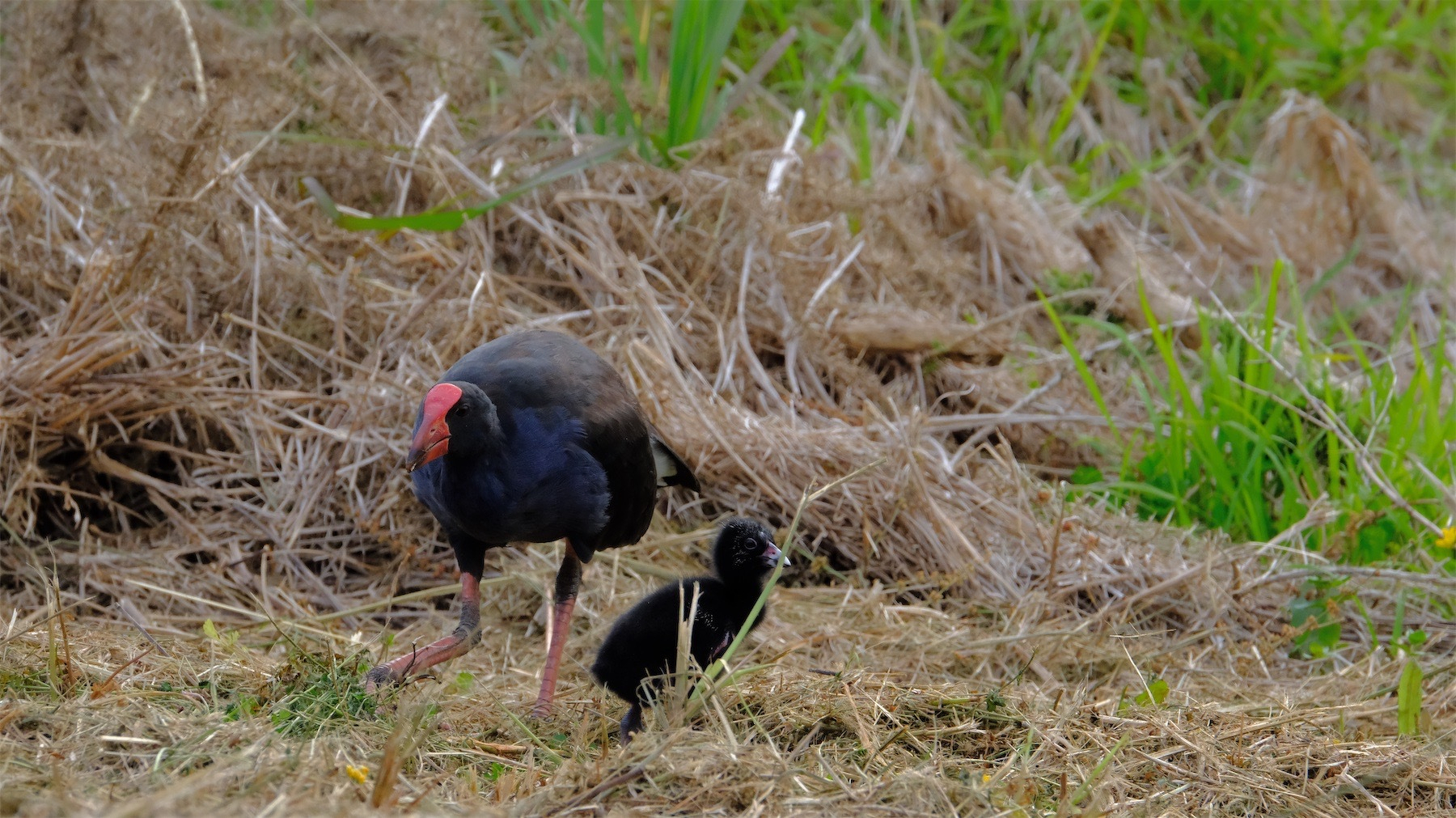 Adult pukeko and baby on brown grass.