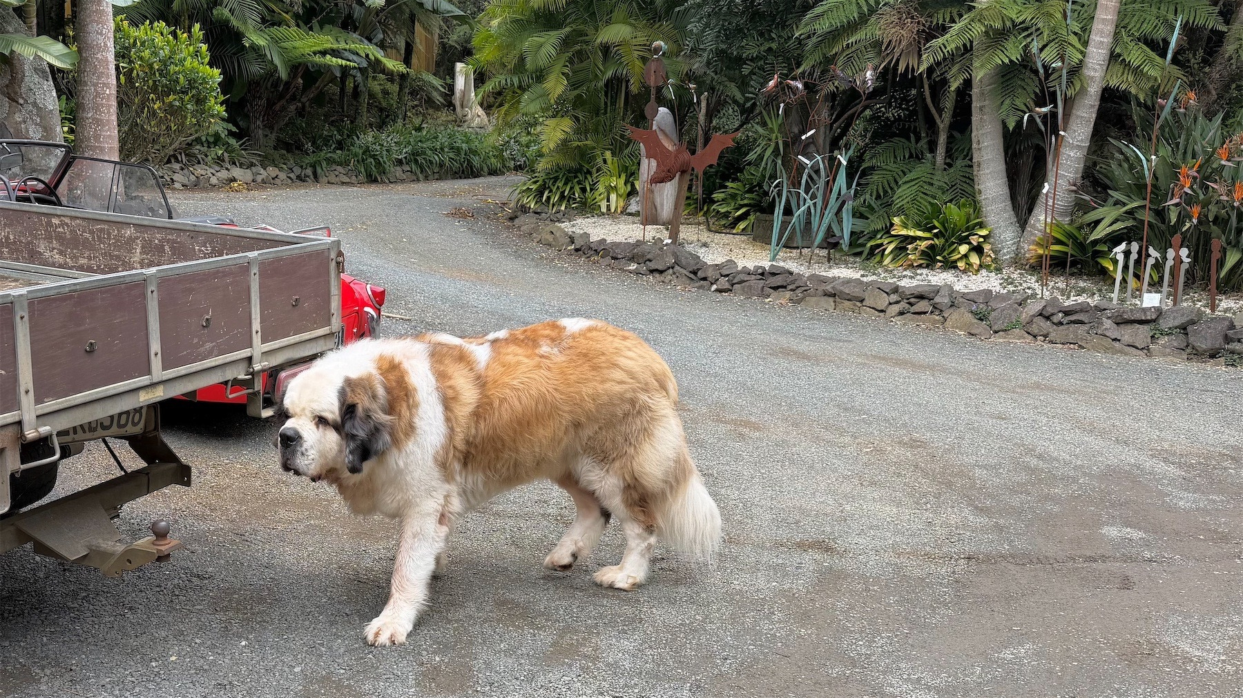 Huge Newfoundland dog beside the back end of a ute.