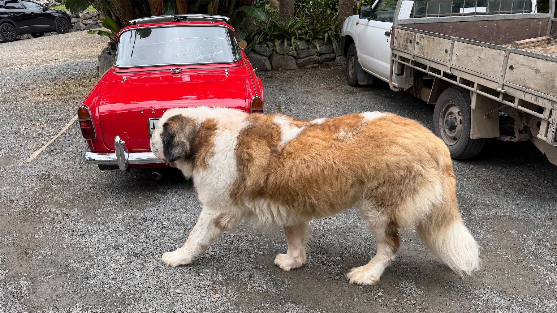 Huge Newfoundland dog beside the back end of a very small red sports car.