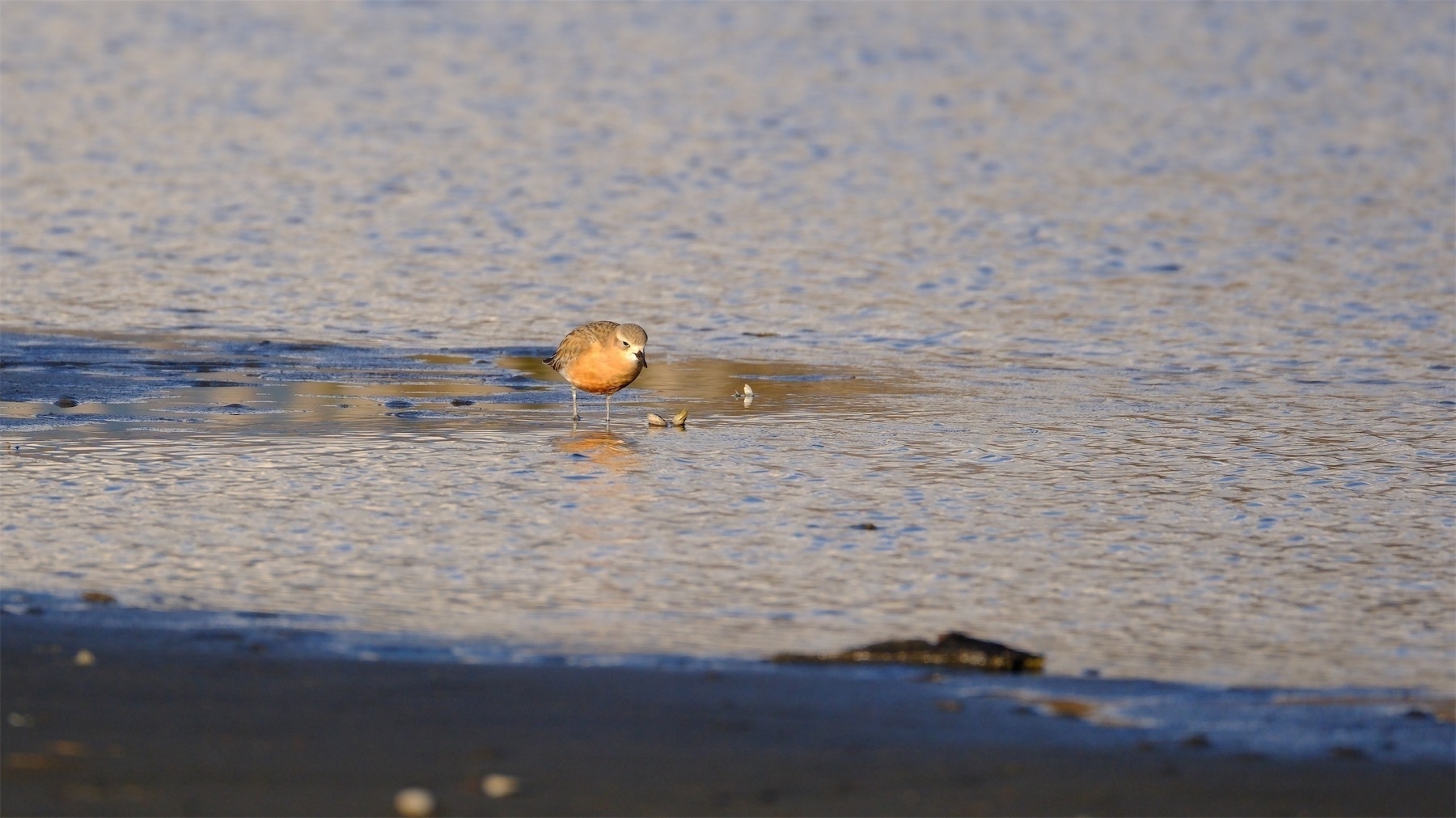 NZ dotterel.