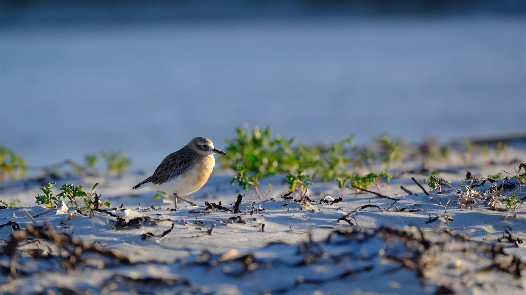 NZ Dotterel on sand with a blue background. The bird has a red chest.