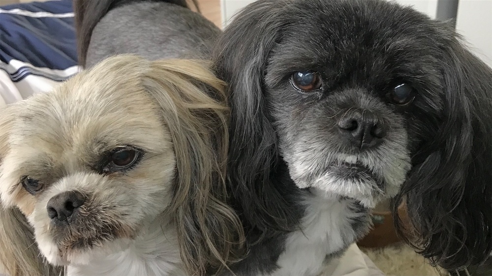 A small white dog and a small black dog both face the camera. 