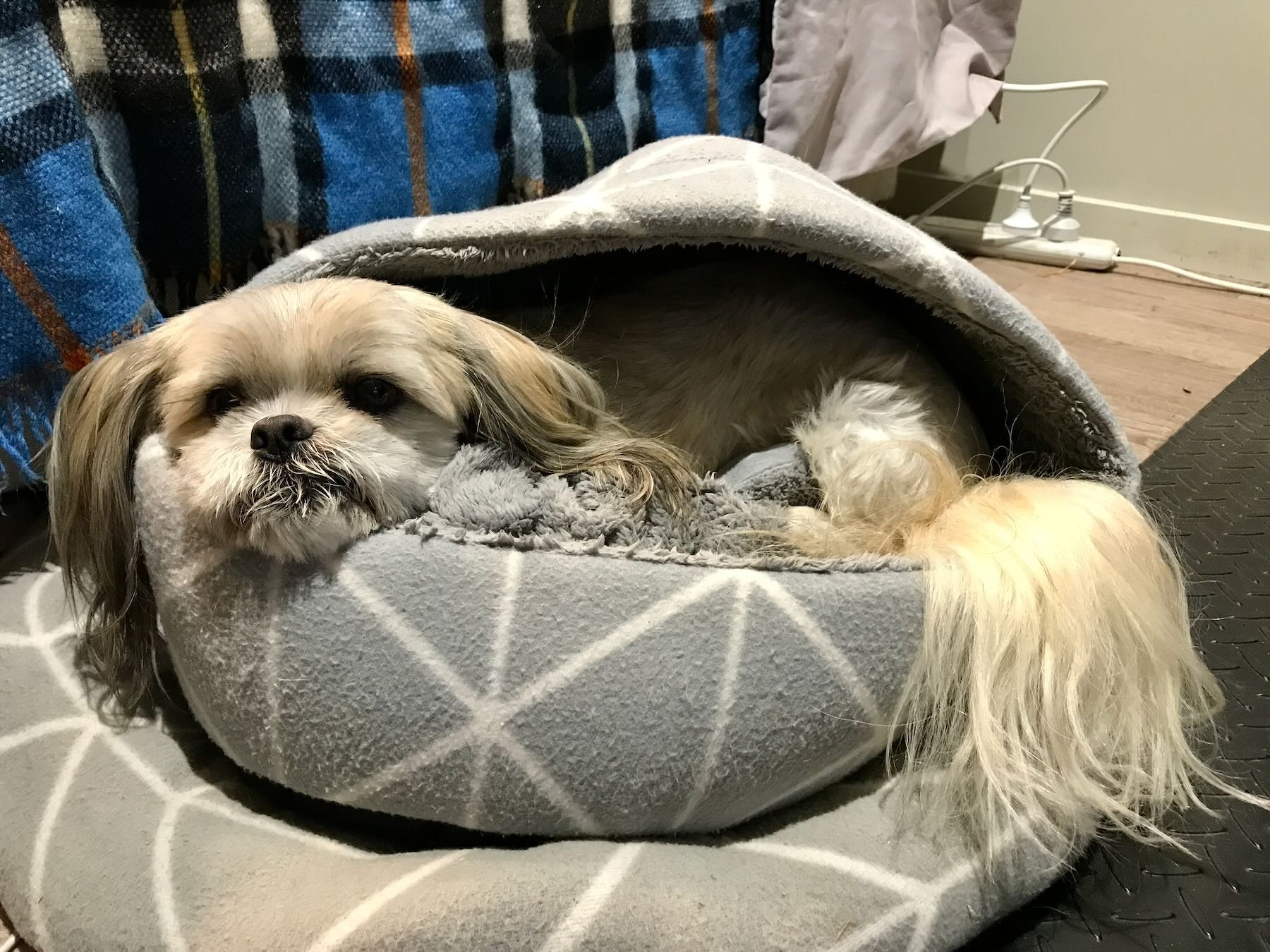 Oshi cozy in his tower of beds on 23 June 2019.