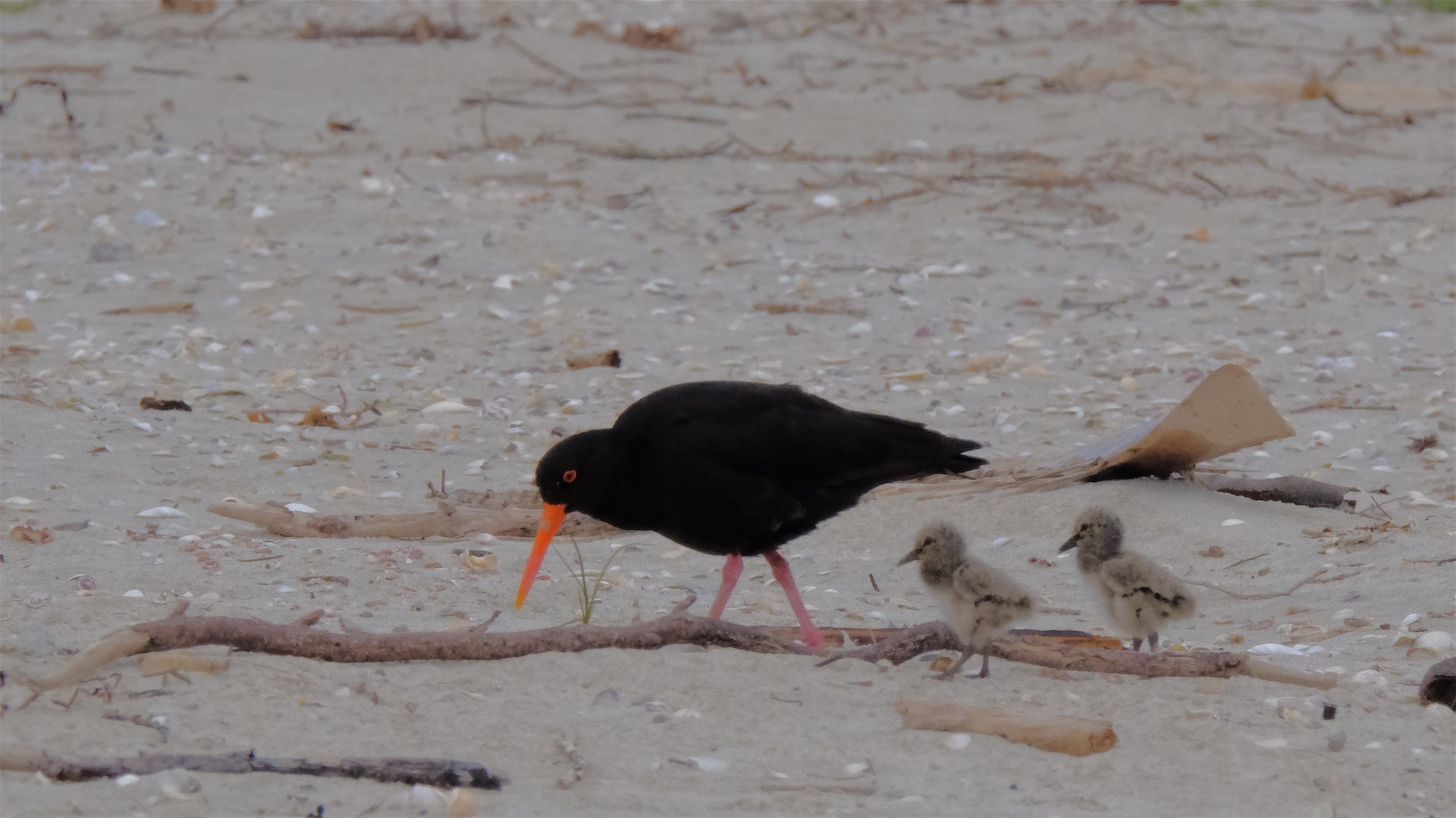 Oystercatcher and chicks on the beach.