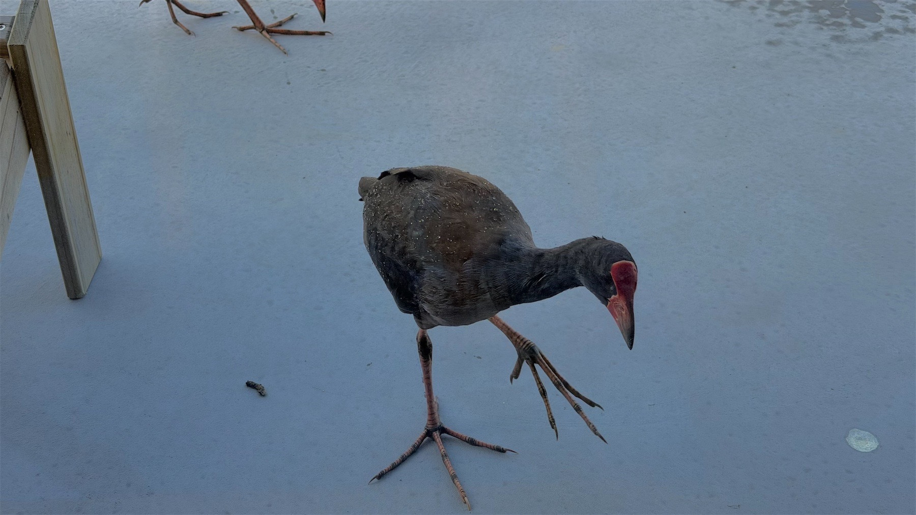 Pukeko just outside a glass door. 