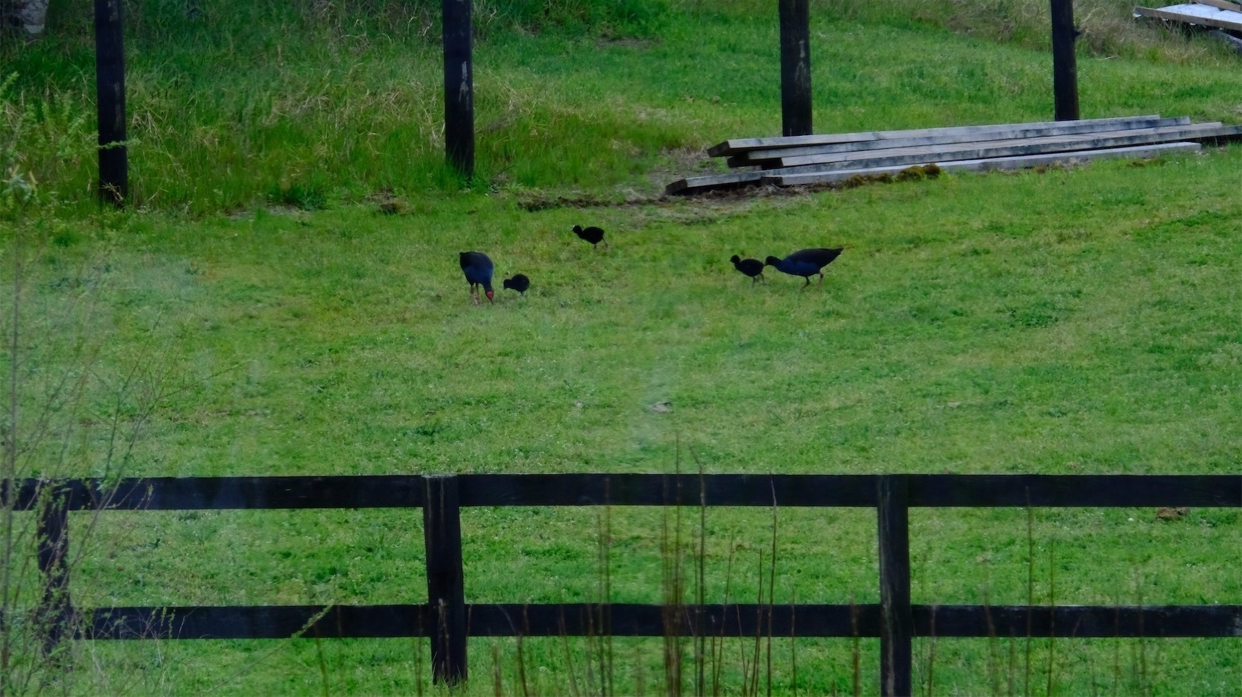 Pukeko family.