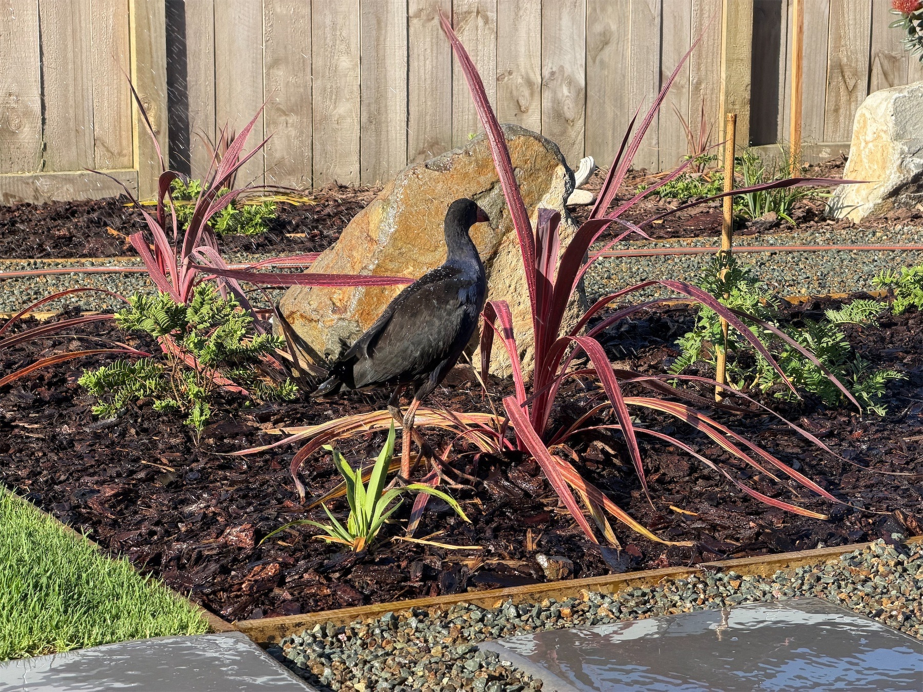 Pukeko on a patch of garden, in front of a large rock and surrounded by red and green plants. 