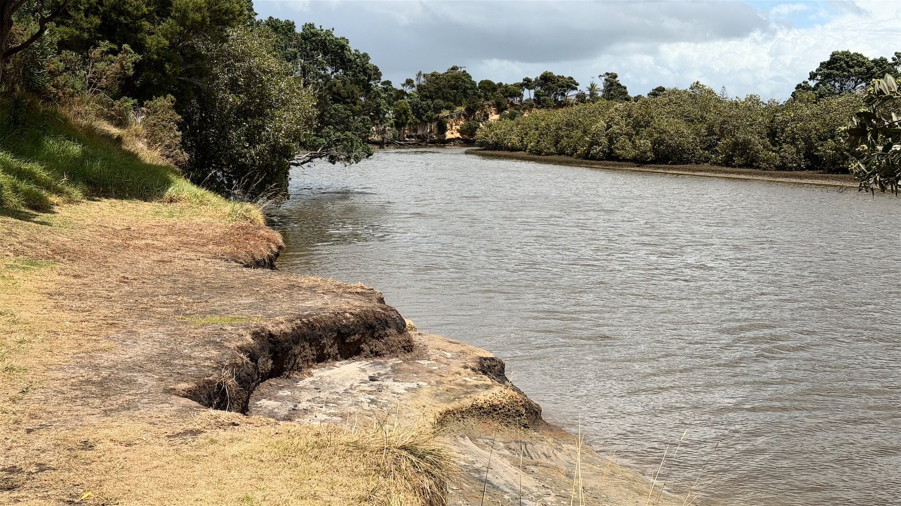 Brownish river flows between dry grass on one side and green mangroves on the other.