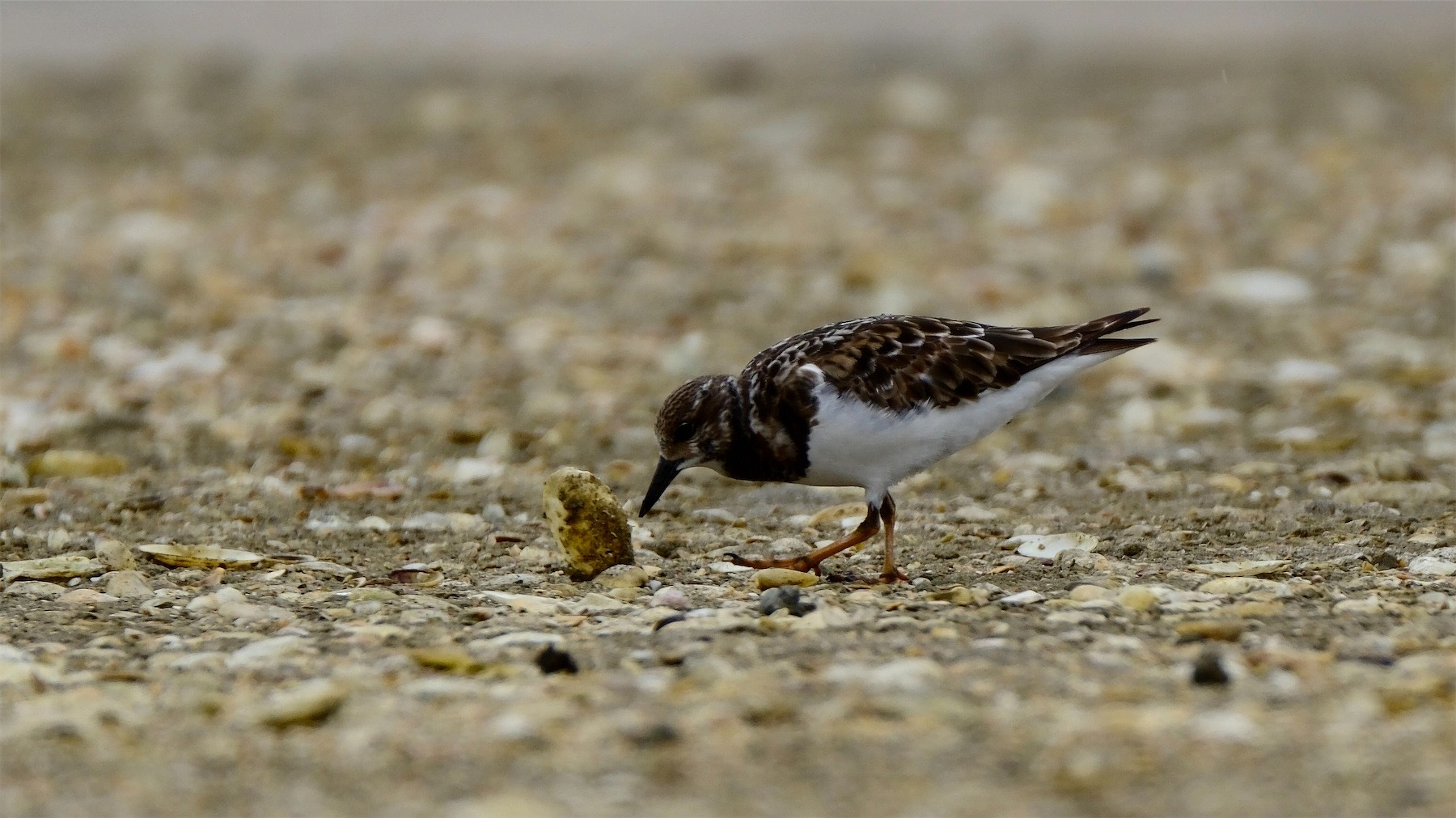The ruddy turnstone is a distinctive medium-sized, stocky dotterel-like wading bird with a short bill, short neck and short orange-red legs. It has 'tortoiseshell' plumage on the back. 