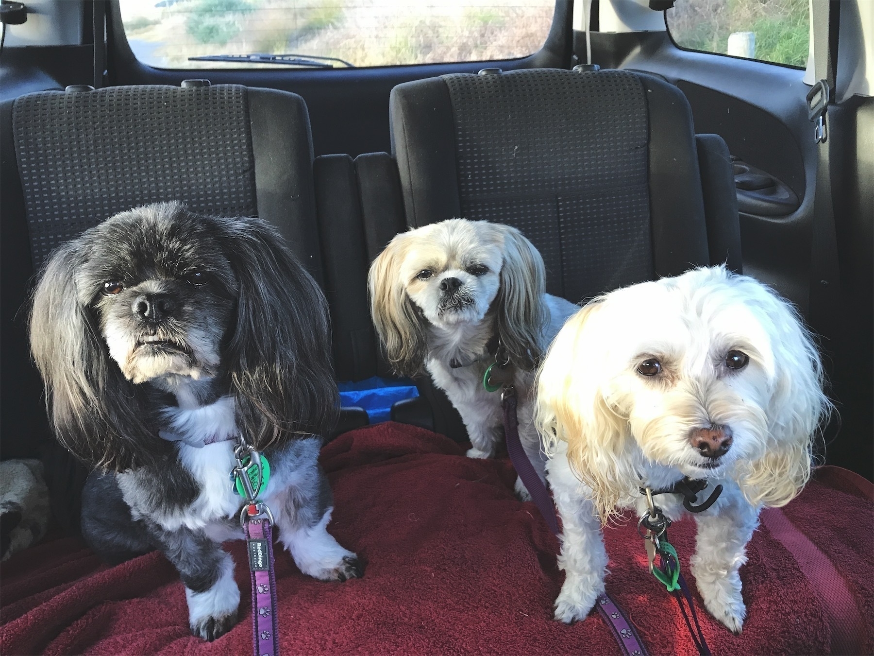 A black dog and two white dogs on a red towel on a car seat.